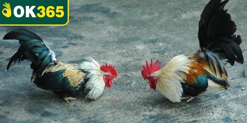 Quan sát cách chiến kê di chuyển và áp sát đối thủ